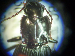 Pterostichus herculaneus