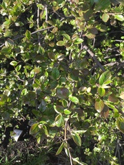 Cotoneaster lucidus