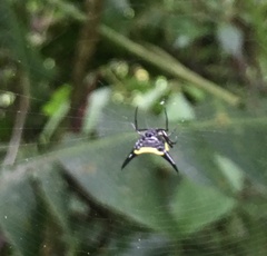 Micrathena pungens