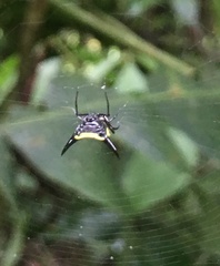 Micrathena pungens