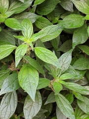 Parietaria judaica