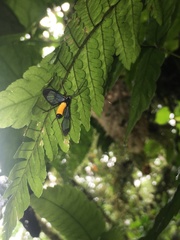 Cosmosoma flavothorax