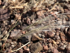 Stipagrostis hirtigluma