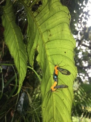 Cosmosoma flavothorax