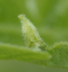 Andricus chinquapin