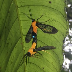 Cosmosoma flavothorax