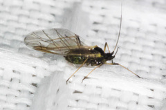 Brachycaudus helichrysi