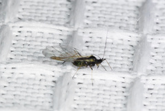 Brachycaudus helichrysi