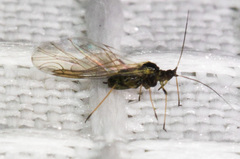 Brachycaudus helichrysi