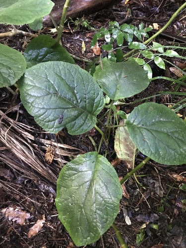 Bartlettina sordida