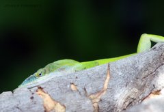 Anolis allisoni