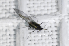 Brachycaudus helichrysi