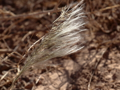 Stipagrostis hirtigluma