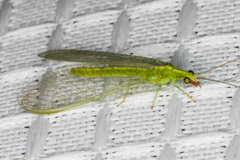 Chrysoperla comanche