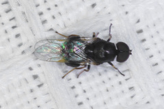 Pachygastrinae