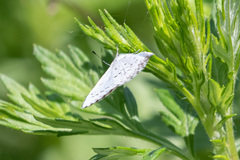 Celastrina serotina