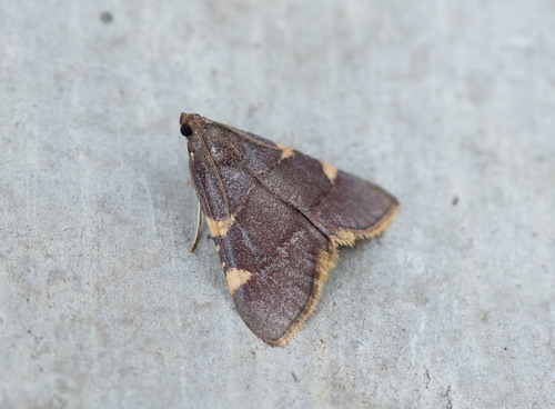 Yellow-fringed Dolichomia Moth