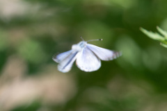 Celastrina serotina