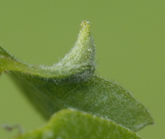 Andricus chinquapin