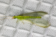 Chrysoperla comanche