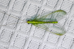 Chrysoperla comanche