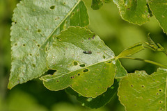 Agrilus pratensis