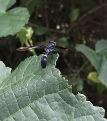 Mimocalla gigantea