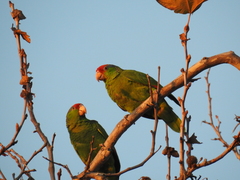 Amazona viridigenalis