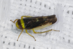 Colladonus montanus
