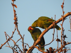 Amazona viridigenalis