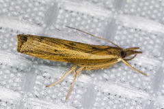 Fissicrambus profanellus