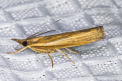 Fissicrambus intermedius