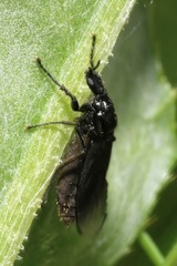 Dilophus febrilis