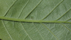 Aceria querci