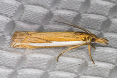 Crambus sperryellus