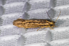 Ypsolopha sp-sw