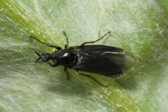 Dilophus febrilis