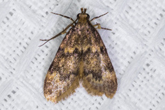 Aglossa pinguinalis