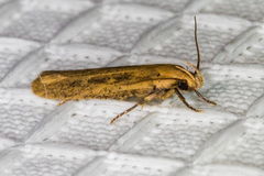 Platyedra subcinerea