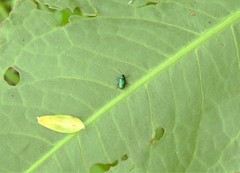 Gastrophysa cyanea