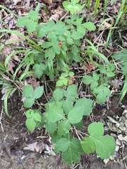 Rhus aromatica aromatica