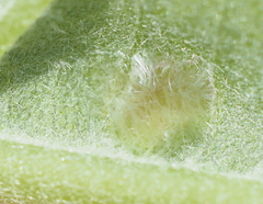 Aceria querci