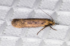 Platyedra subcinerea