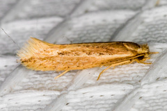 Ypsolopha sp-sw