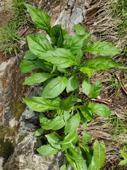 Solidago glomerata