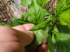 Solidago glomerata