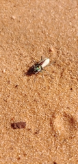 Cicindela albissima