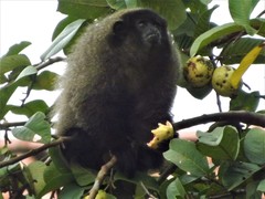 Callicebus nigrifrons
