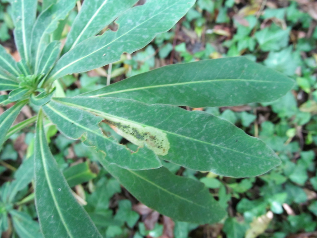 Liriomyza pascuum