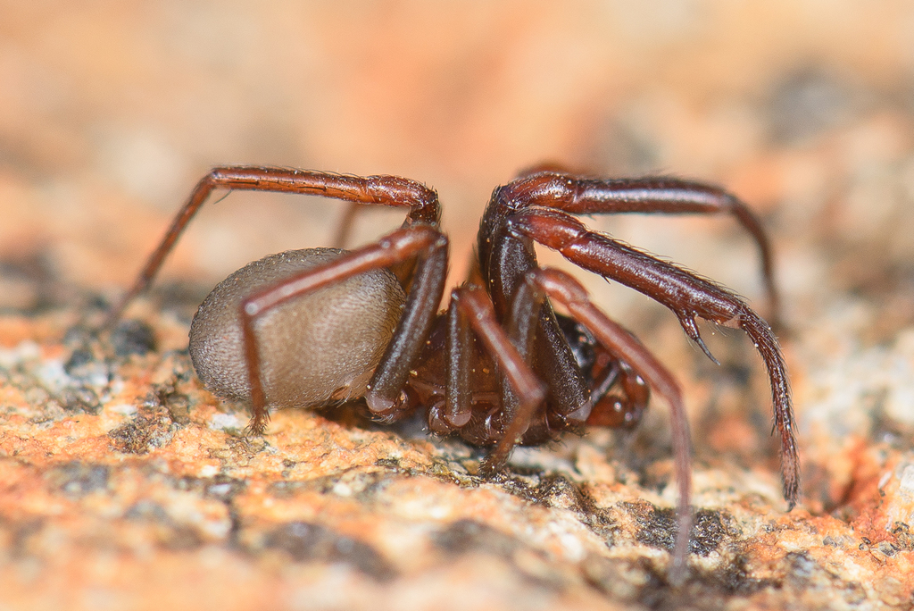 plectreurid spiders